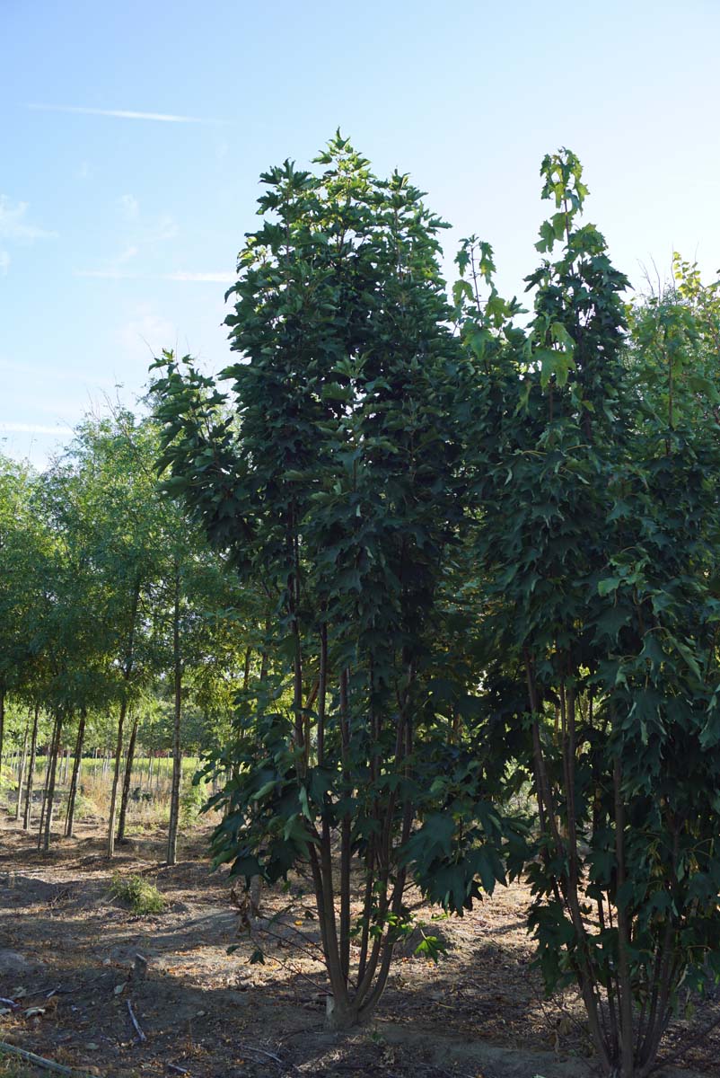Acer pseudoplatanus 'Wilhelmina' meerstammig / struik meerstammig