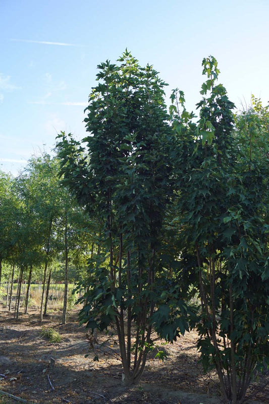 Acer pseudoplatanus 'Wilhelmina' meerstammig / struik meerstammig
