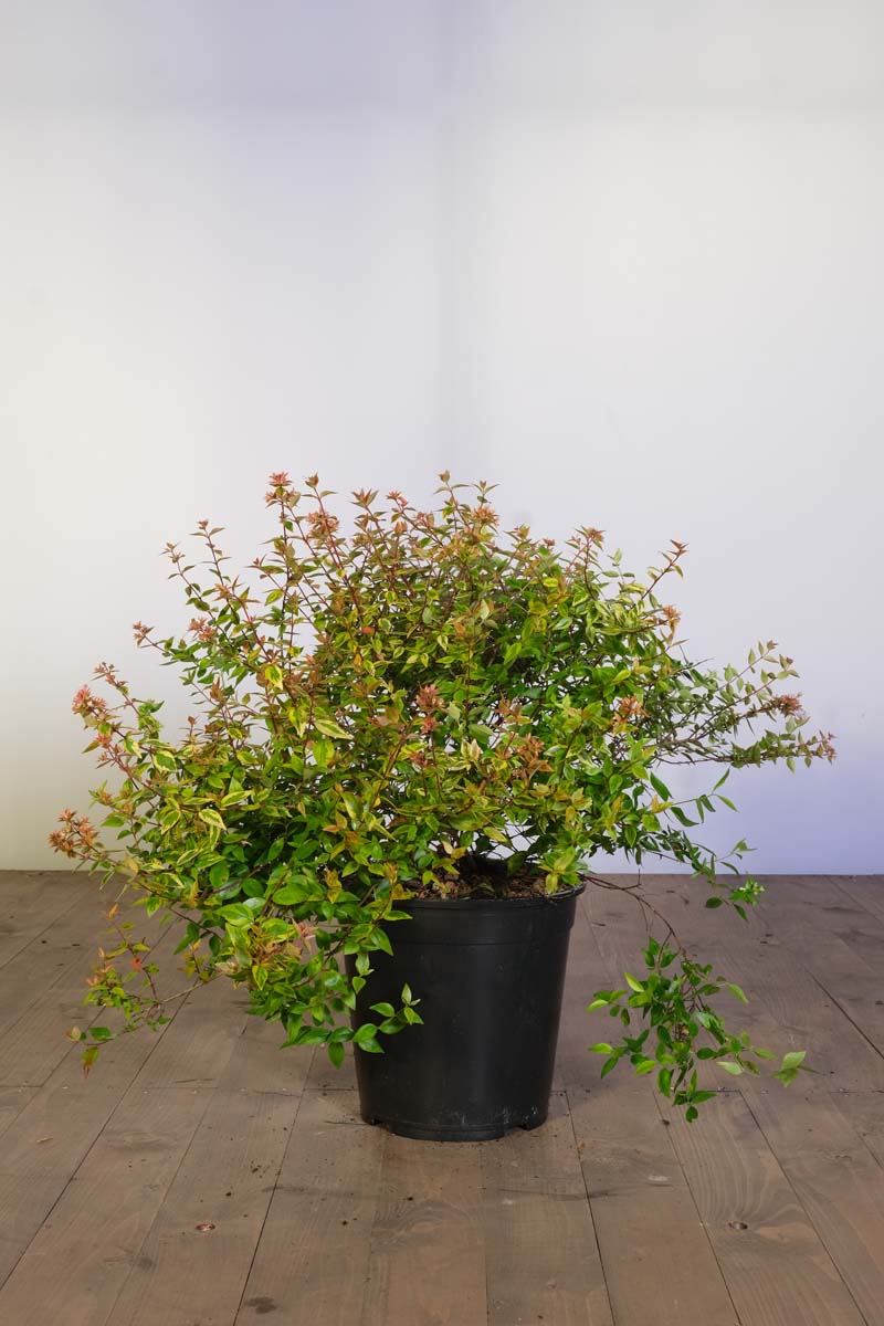Abelia grandiflora 'Kaleidoscope' tuinplanten