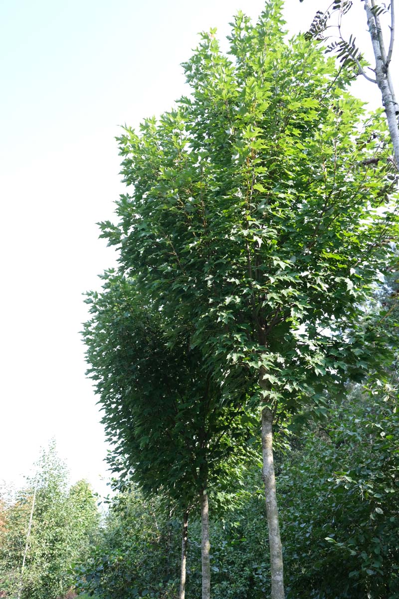 Acer rubrum 'Bowhall' op stam op stam