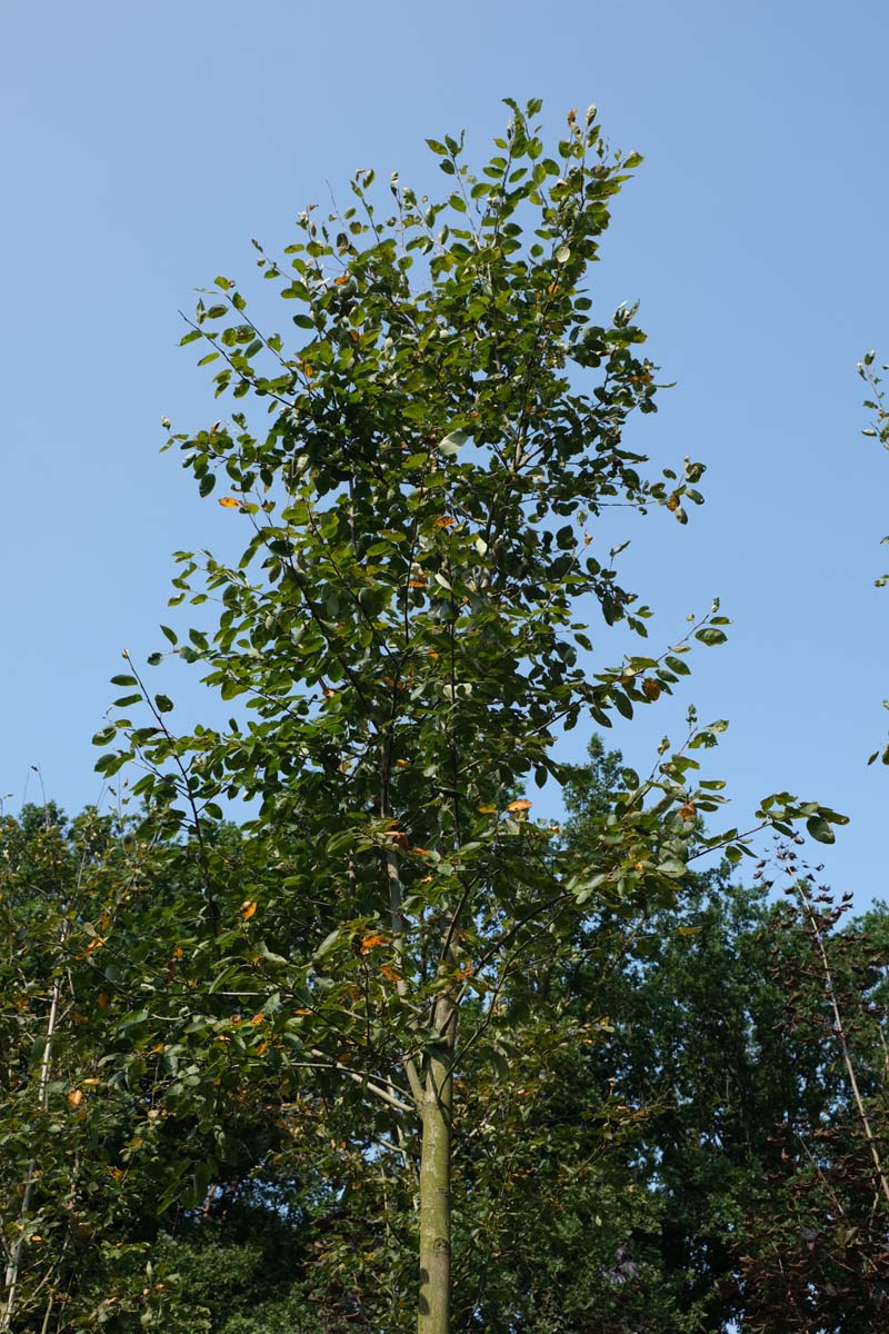 Amelanchier 'Ballerina' op stam op stam