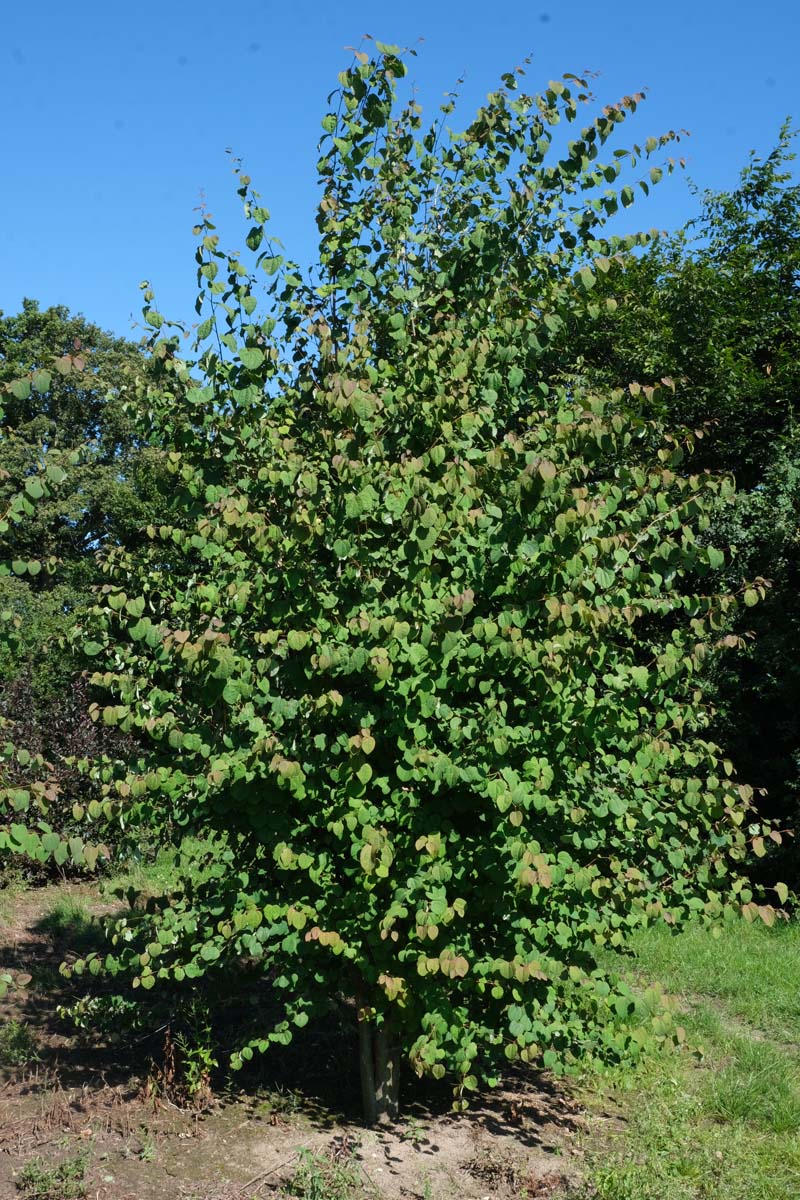 Cercidiphyllum japonicum meerstammig / struik meerstammig