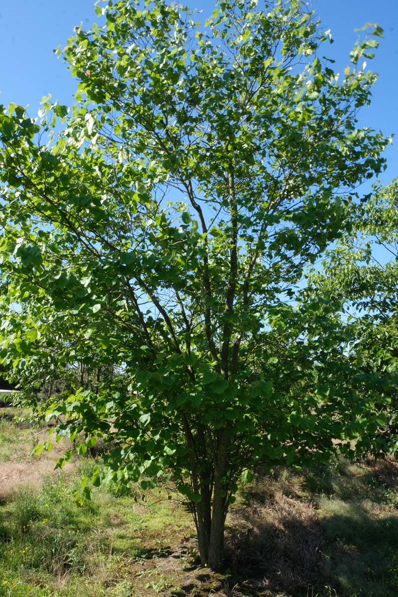 Cercis canadensis Mehrstämmig / Strauch