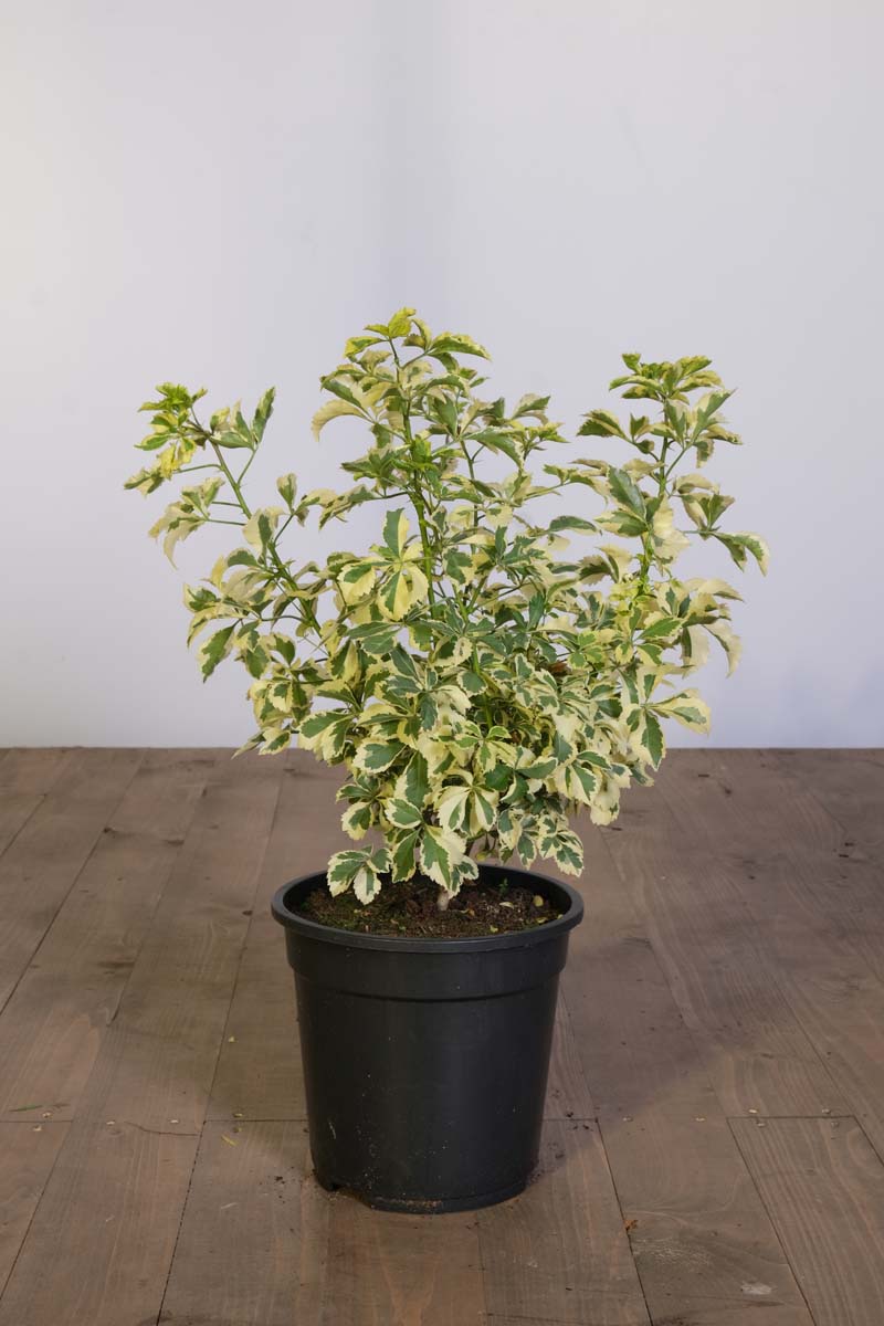 Eleutherococcus sieboldianus 'Variegatus' tuinplanten