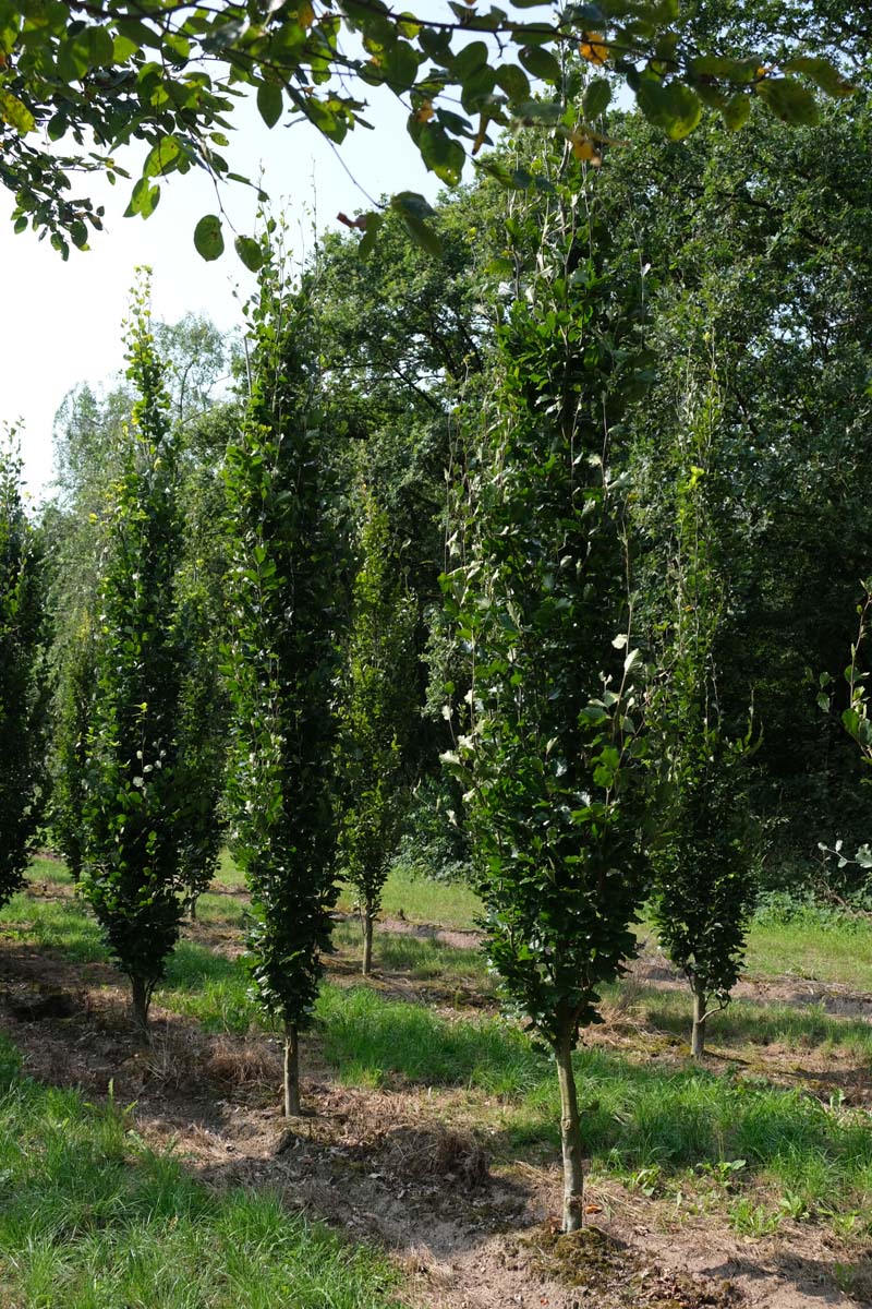 Fagus sylvatica solitair solitair