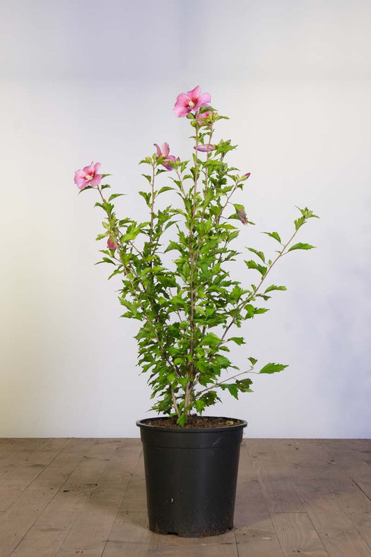 Hibiscus syriacus 'Pink Flirt' tuinplanten