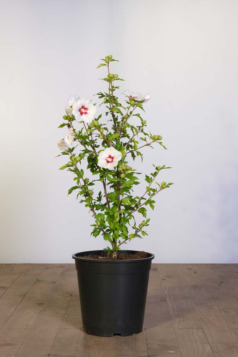 Hibiscus syriacus 'Red Heart' Tuinplanten tuinplanten