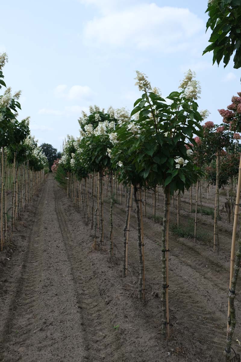 Hydrangea paniculata 'Papillon' op stam op stam