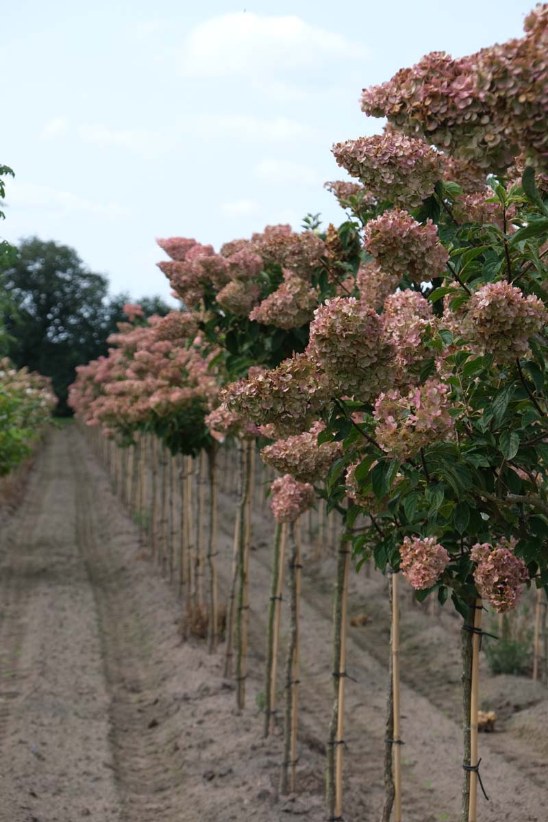 Hydrangea paniculata 'Rensun' op stam op stam