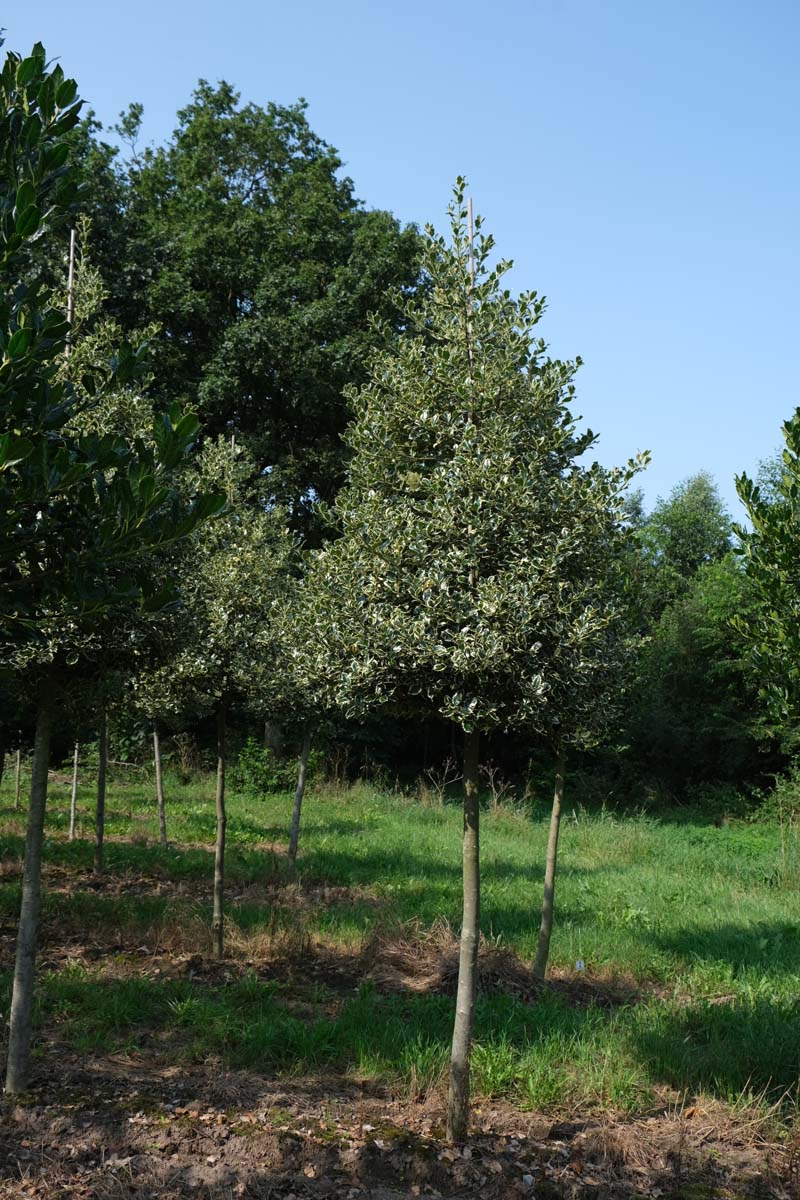 Ilex aquifolium 'Argentea Marginata' op stam op stam