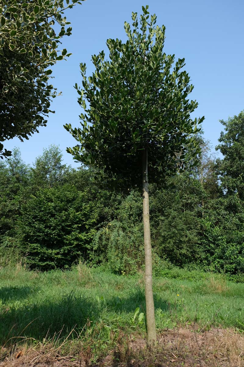 Ilex 'Nellie R. Stevens' op stam op stam