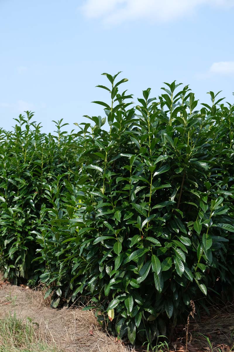 Prunus laurocerasus 'Novita' Mehrstämmig / Strauch