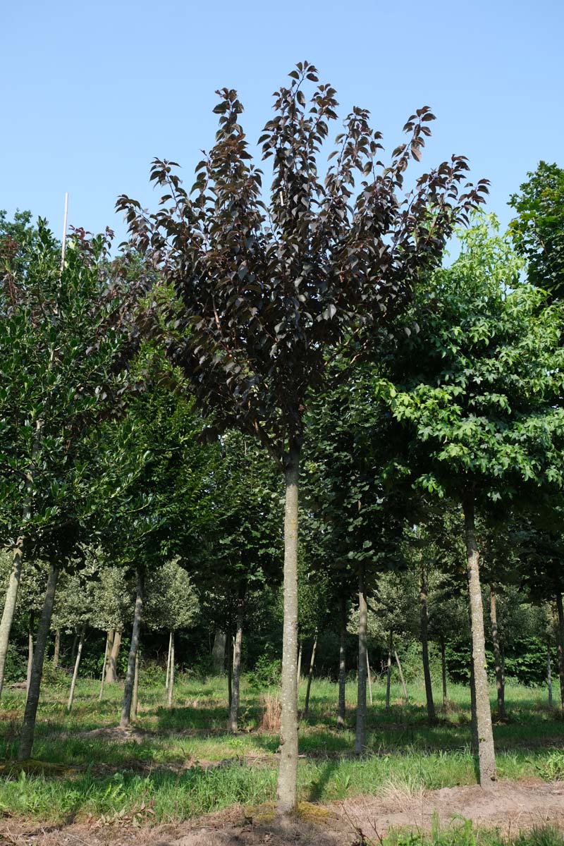 Prunus serrulata 'Royal Burgundy' op stam op stam