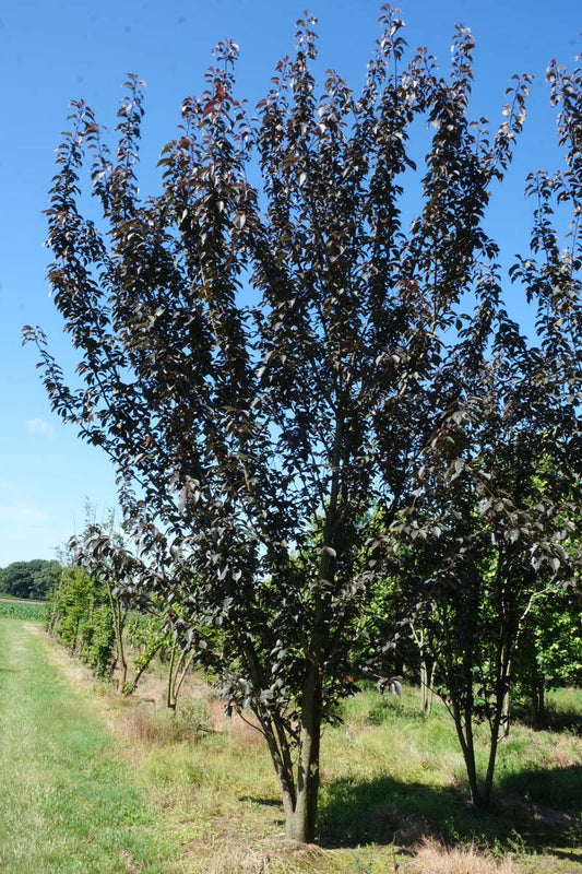 Prunus serrulata 'Royal Burgundy' meerstammig / struik meerstammig