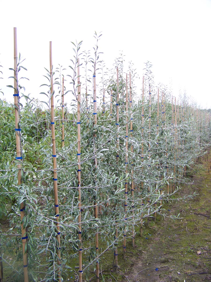 Pyrus salicifolia 'Pendula' op stam op stam