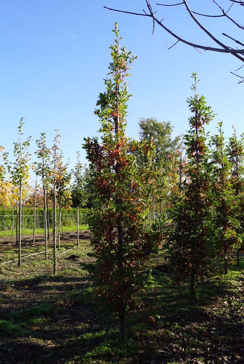 Quercus bimundorum 'Crimschmidt' op stam geveerd