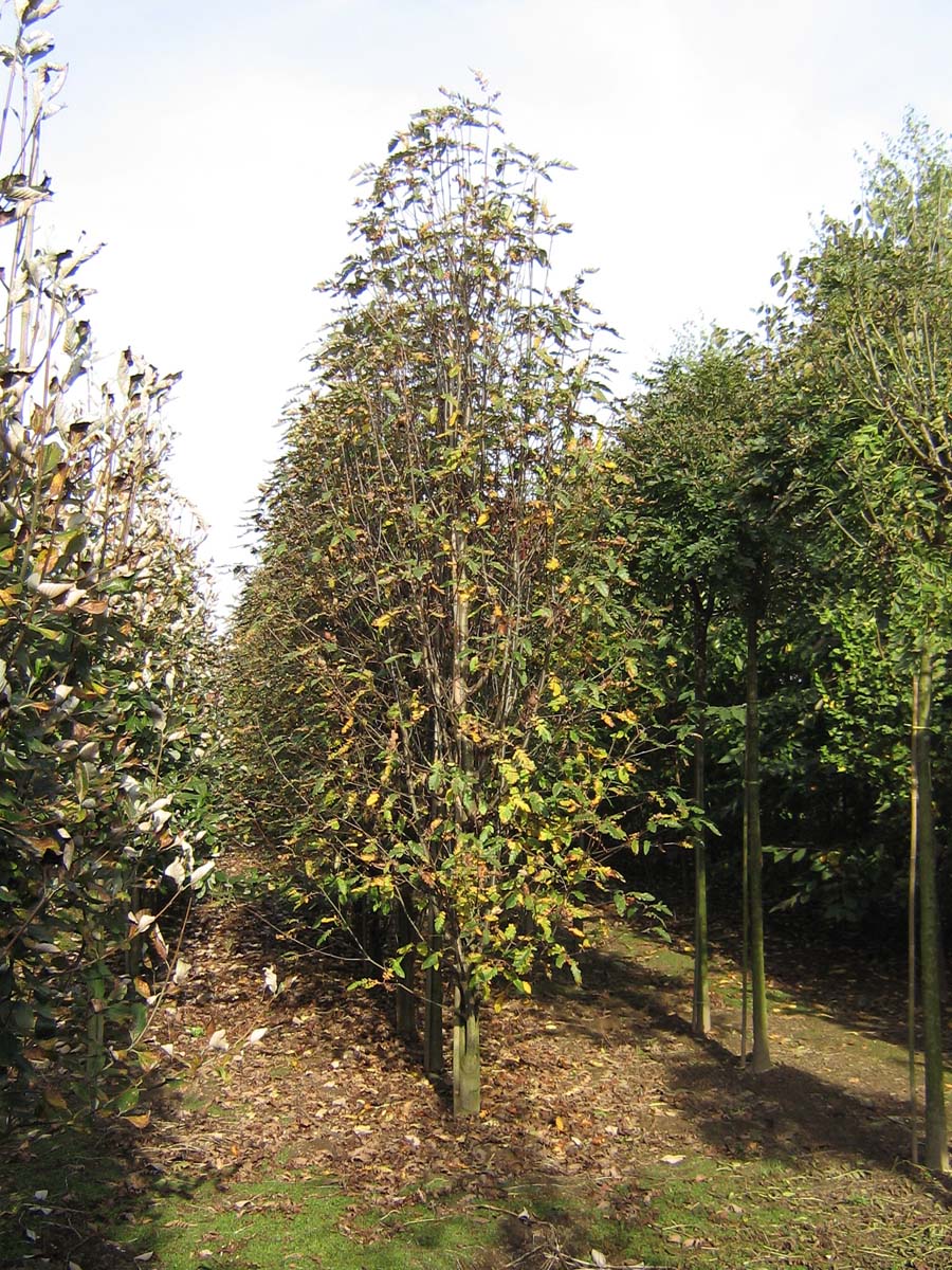 Sorbus thuringiaca 'Fastigiata' op stam geveerd