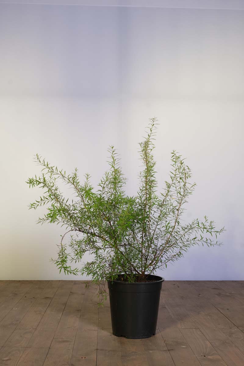 Spiraea nipponica 'Snowmound' Tuinplanten tuinplanten