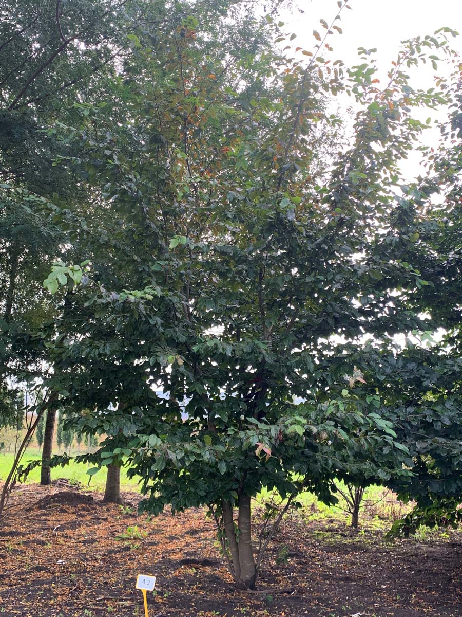 Sycoparrotia semidecidua meerstammig / struik meerstammig