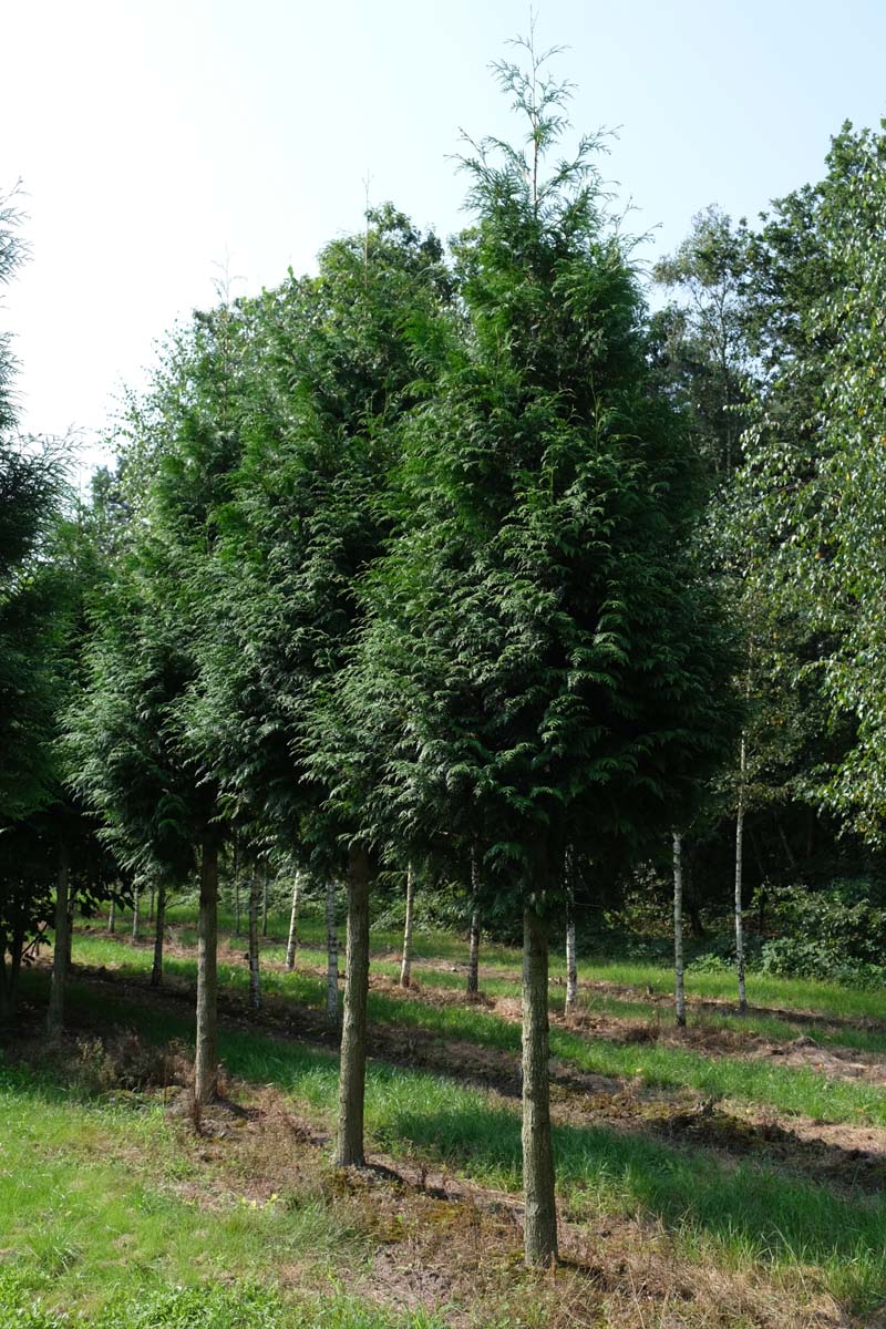 Thuja occidentalis 'Brabant' op stam op stam