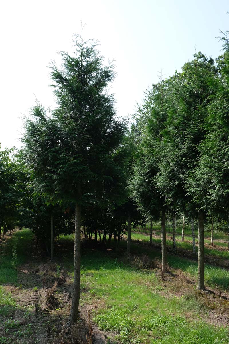 Thuja occidentalis 'Brabant' op stam op stam