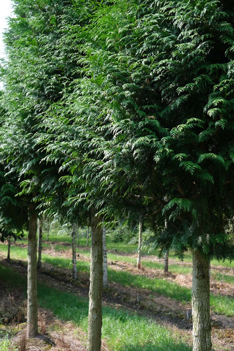 Thuja occidentalis 'Brabant' op stam op stam