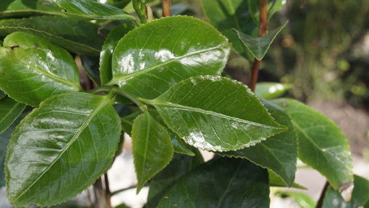 Camellia japonica meerstammig / struik blad