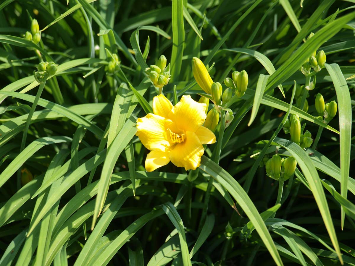 Hemerocallis 'Stella de Oro' bloem