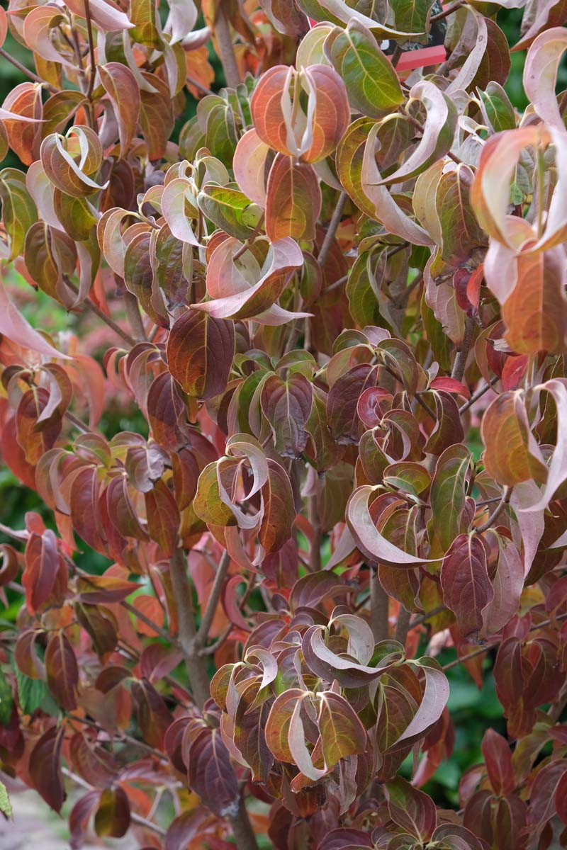 Cornus kousa solitair herfstkleur