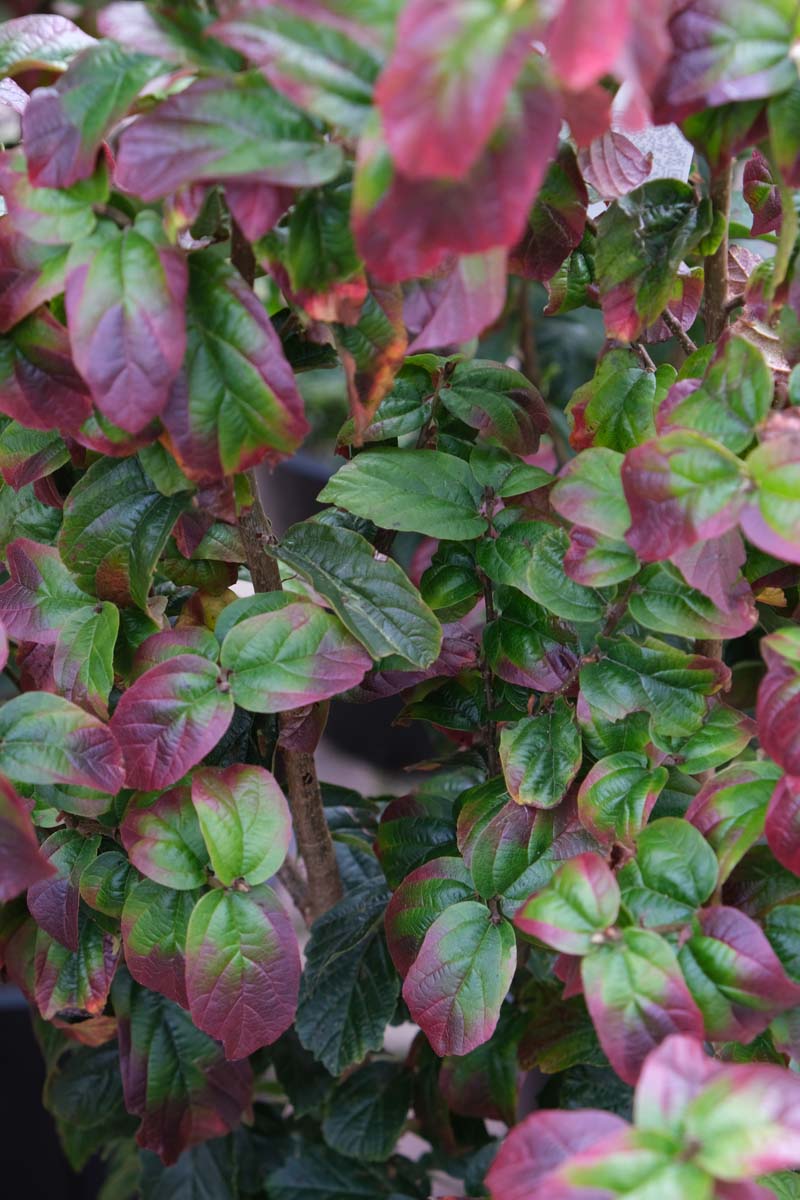 Parrotia persica 'JLPN01' op stam blad