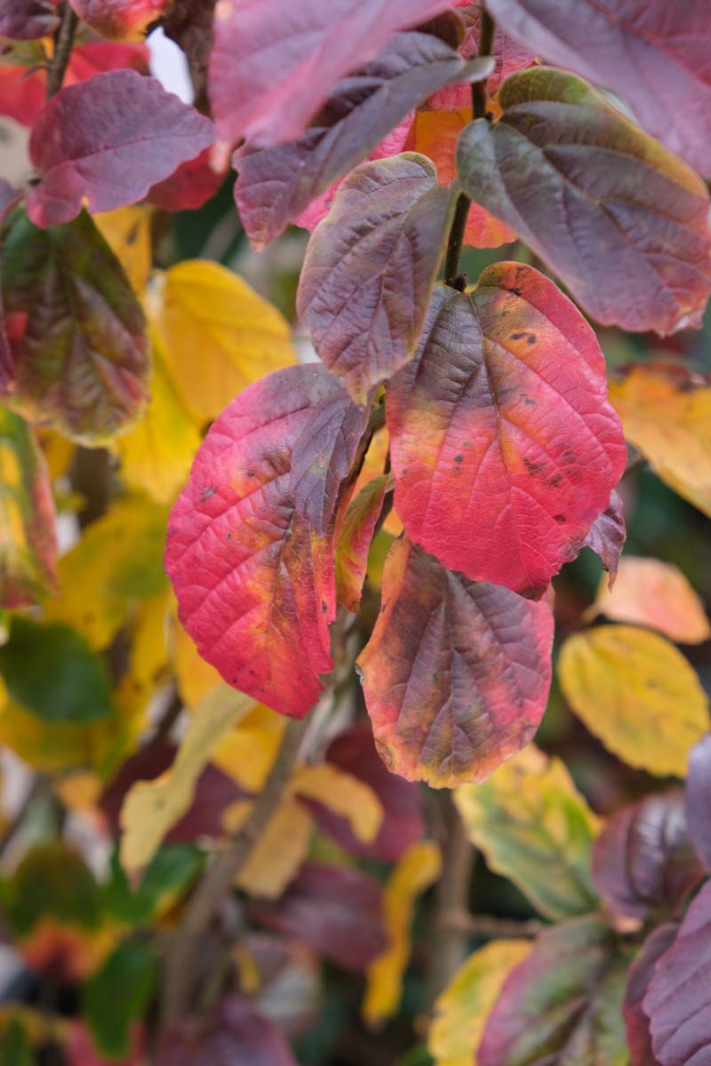 Parrotia persica 'JLPN01' solitair herfstkleur