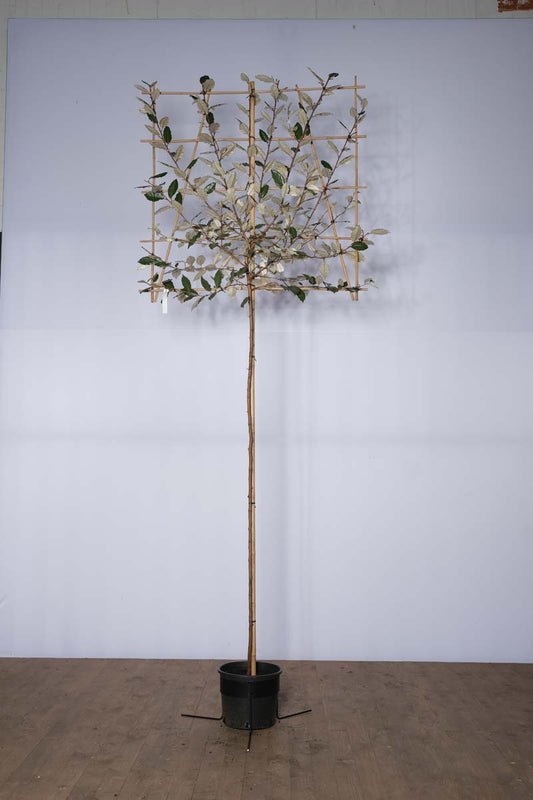 Elaeagnus ebbingei leiboom leiboom