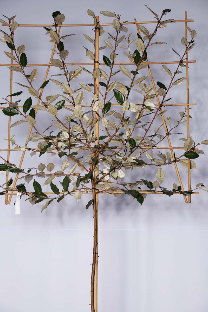 Elaeagnus ebbingei leiboom leiboom