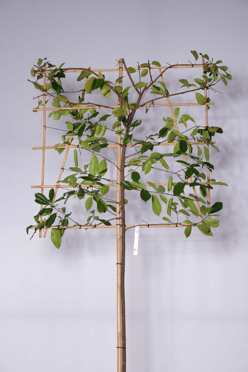 Photinia fraseri 'Red Robin' Spalierbaum