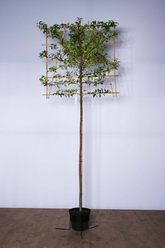 Prunus laurocerasus 'Angustifolia' leiboom leiboom