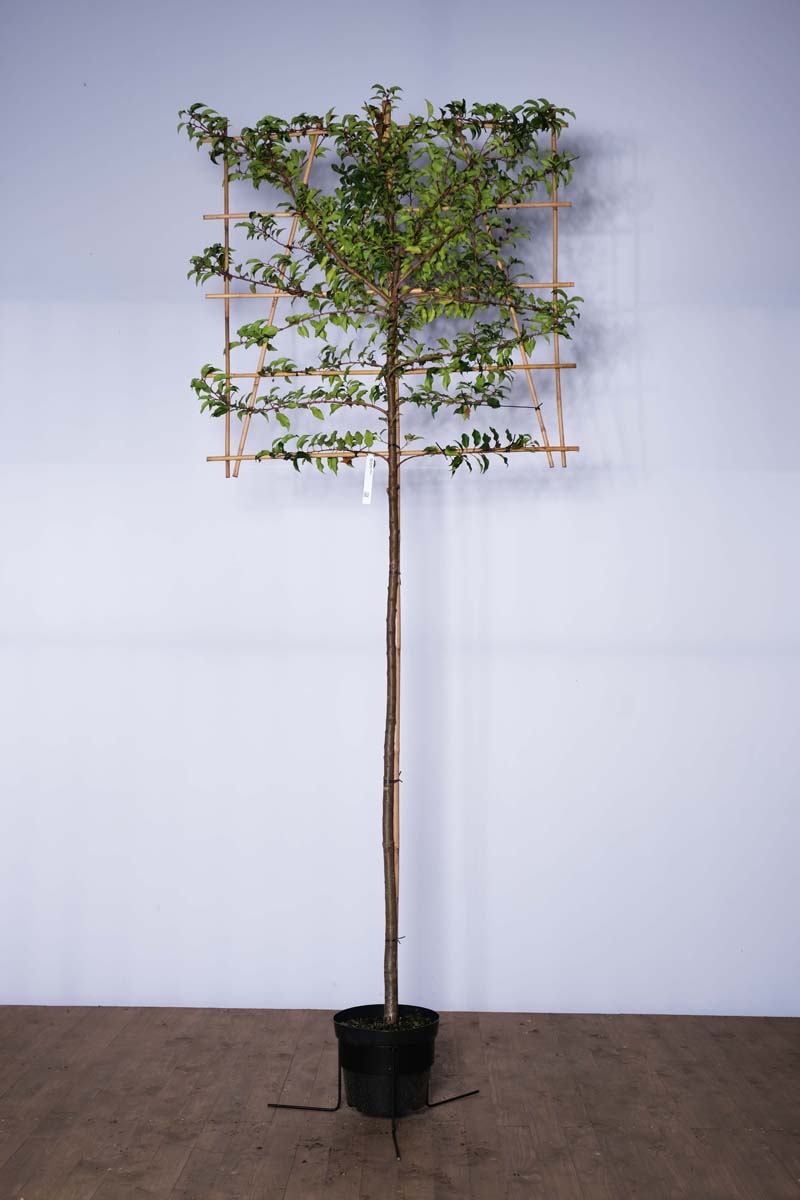 Prunus laurocerasus 'Angustifolia' leiboom leiboom