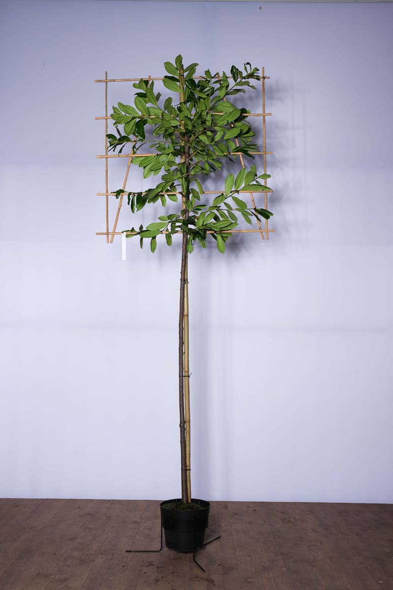 Prunus laurocerasus 'Novita' leiboom leiboom