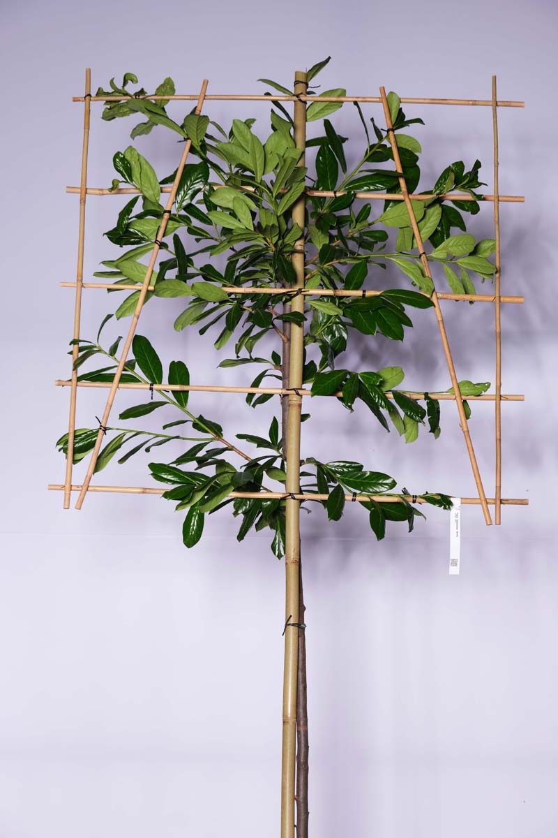 Prunus laurocerasus 'Novita' leiboom leiboom