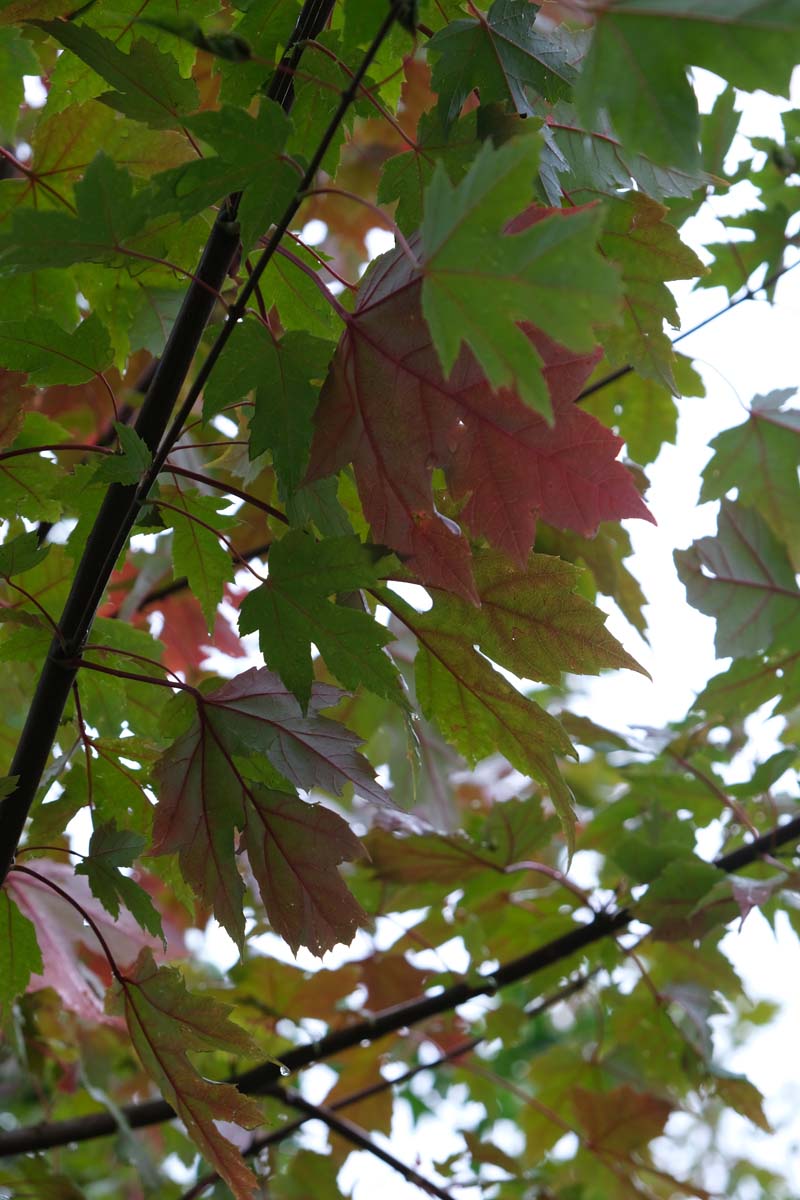 Acer freemanii 'Jeffersred' op stam twijg