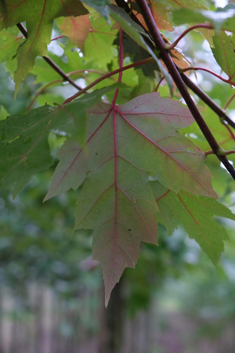 Acer freemanii 'Jeffersred' meerstammig / struik blad