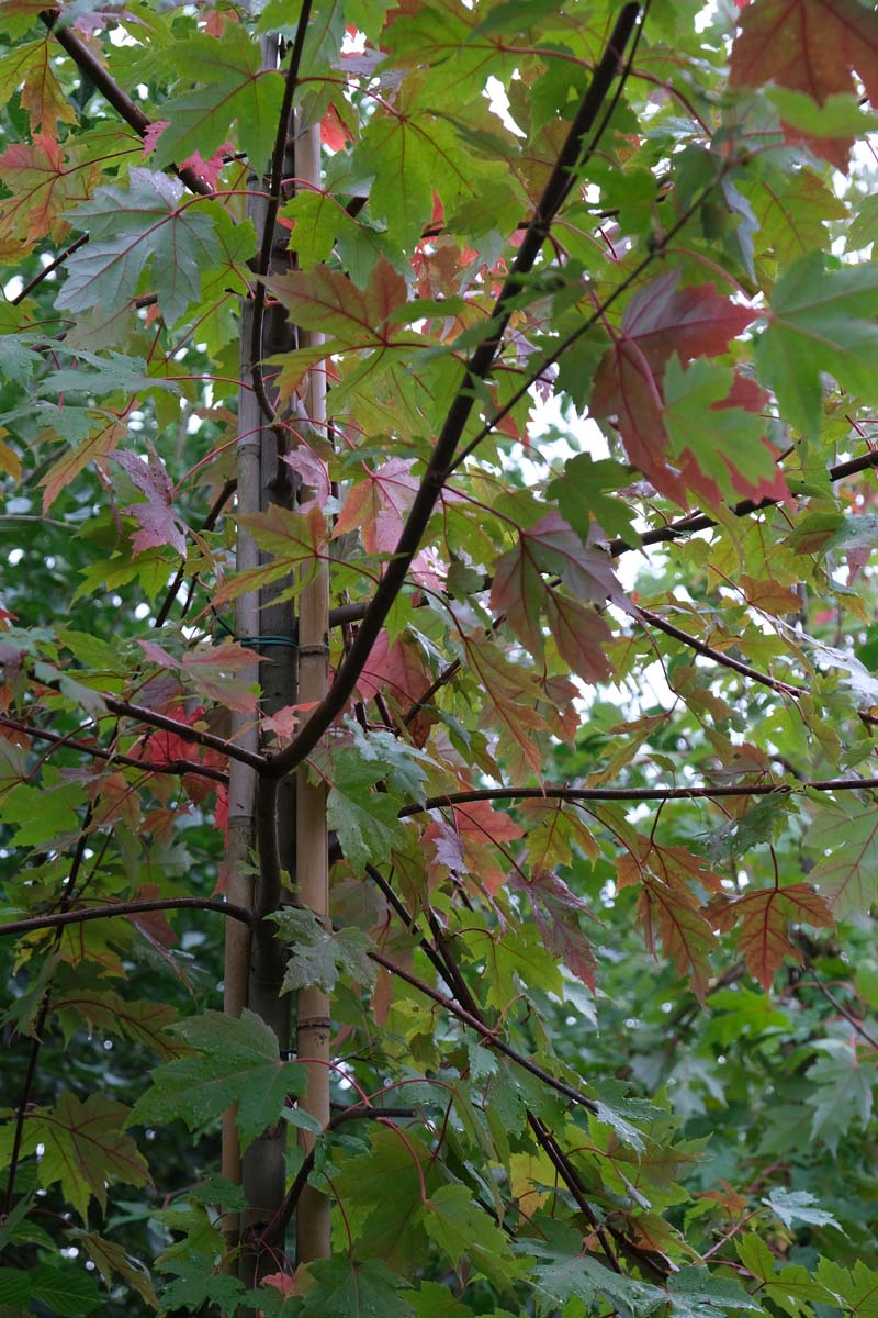 Acer freemanii 'Jeffersred' meerstammig / struik stam