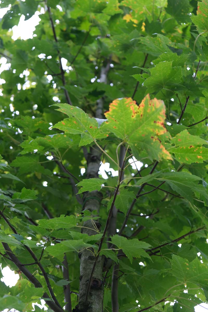 Acer rubrum 'Bowhall' op stam blad
