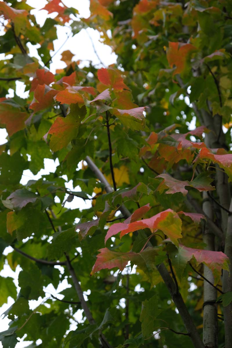 Acer rubrum 'Bowhall' op stam herfstkleur