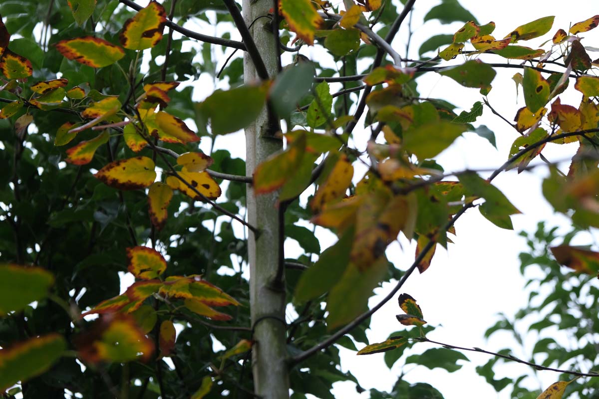 Amelanchier laevis 'Snowflakes' op stam herfstkleur