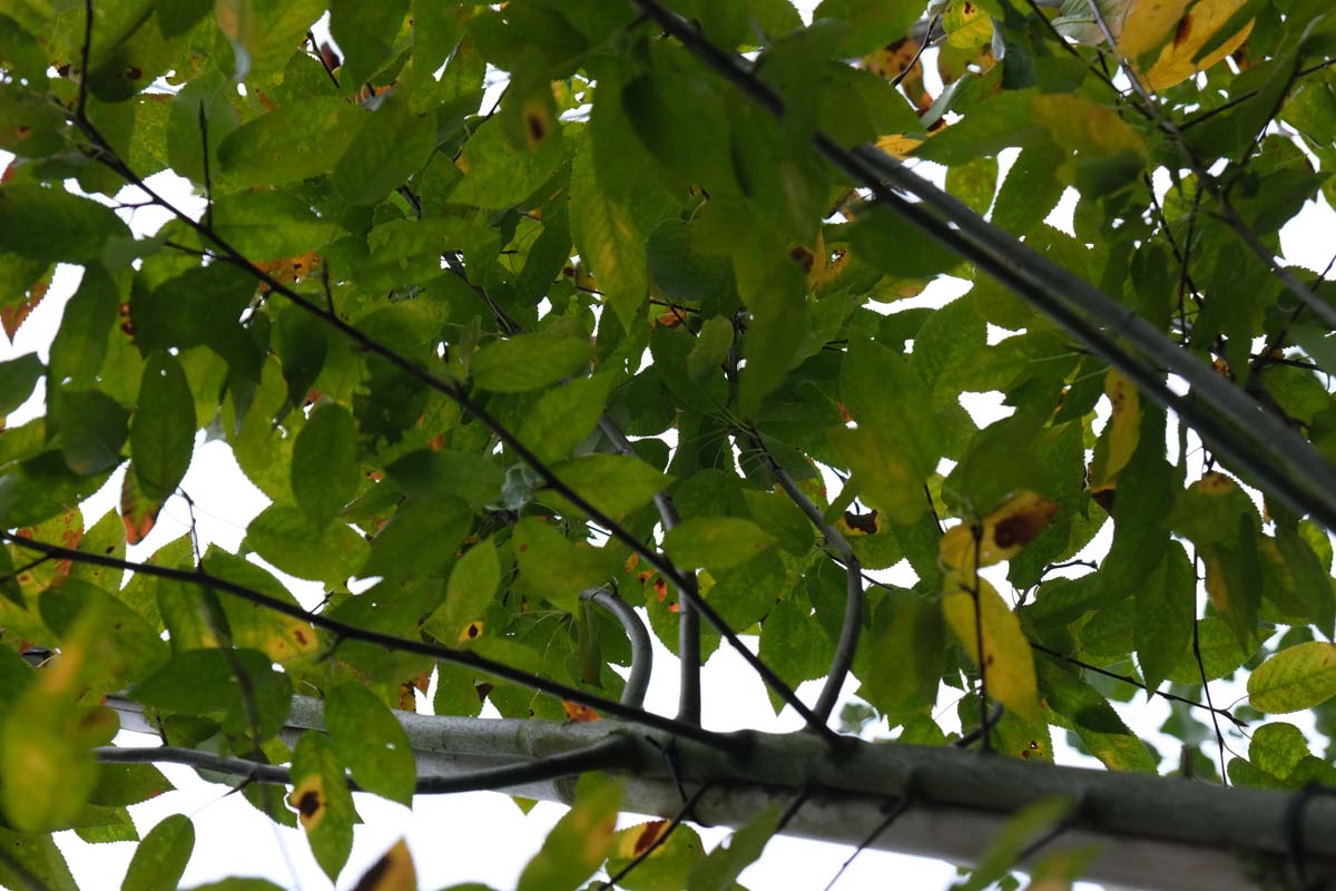 Amelanchier laevis 'Snowflakes' meerstammig / struik blad