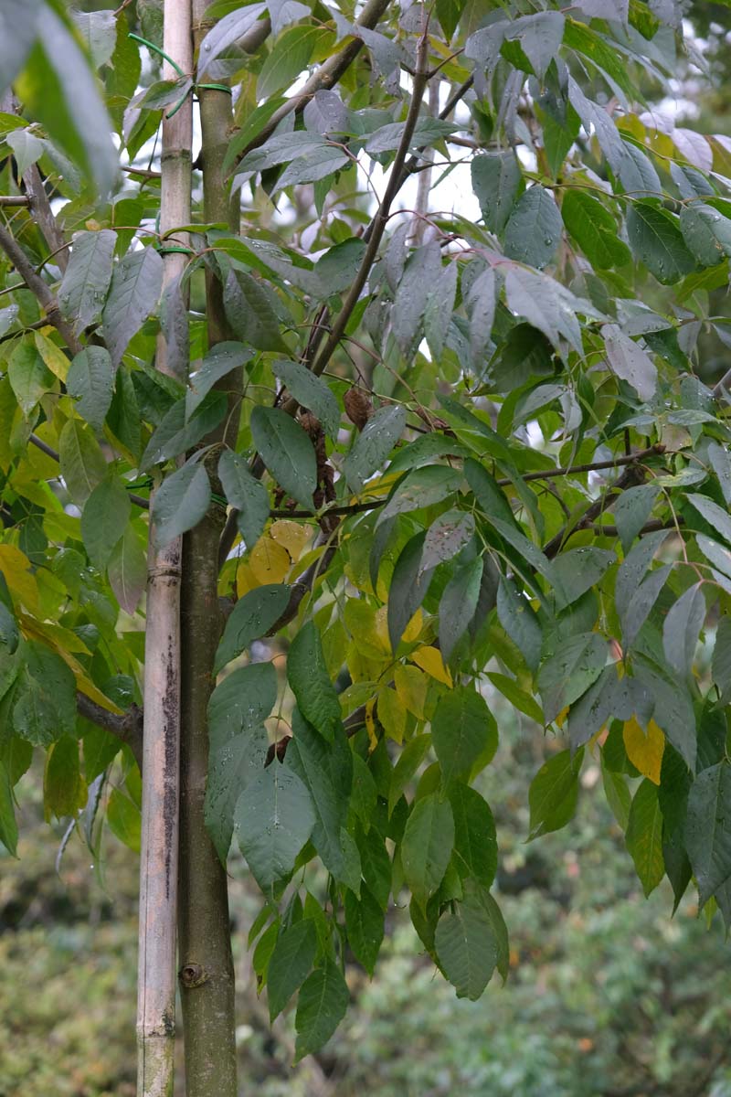 Fraxinus americana 'Skyline' op stam stam