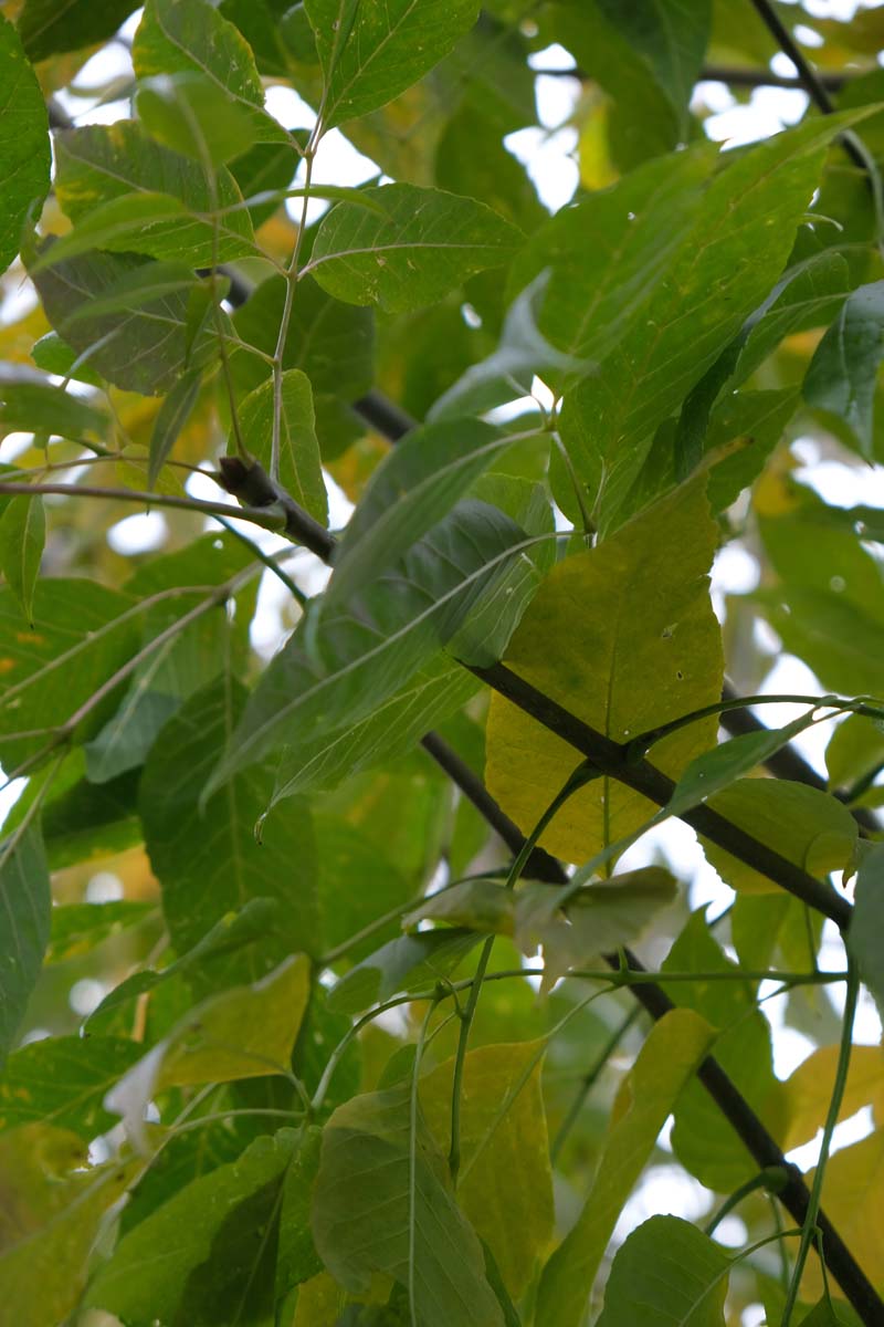 Fraxinus americana 'Skyline' Tuinplanten herfstkleur