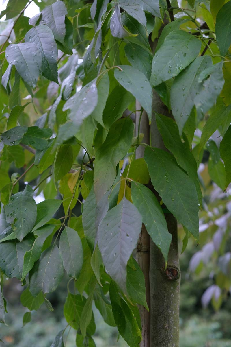 Fraxinus americana 'Skyline' op stam blad