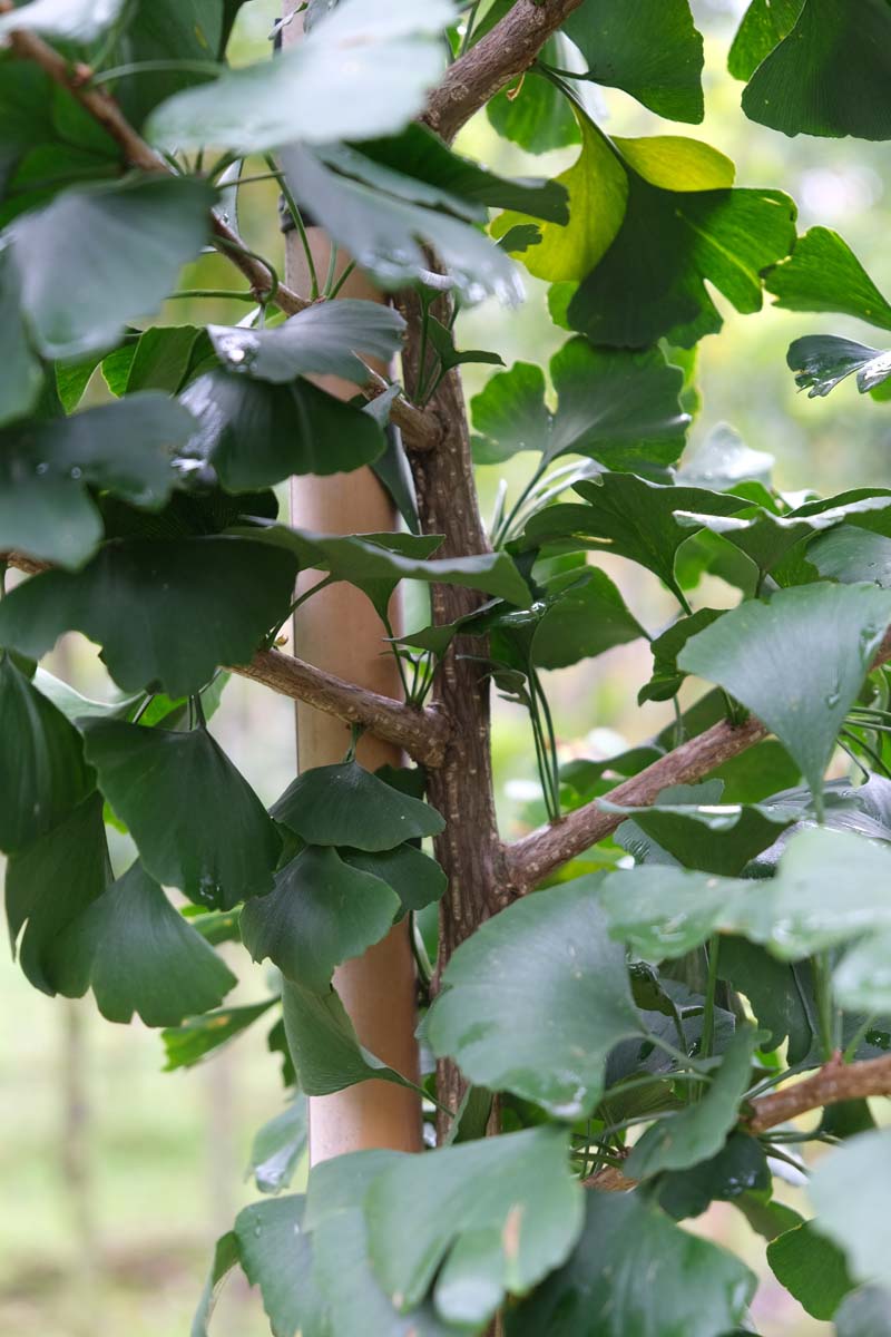 Ginkgo biloba 'Denise' Tuinplanten stam