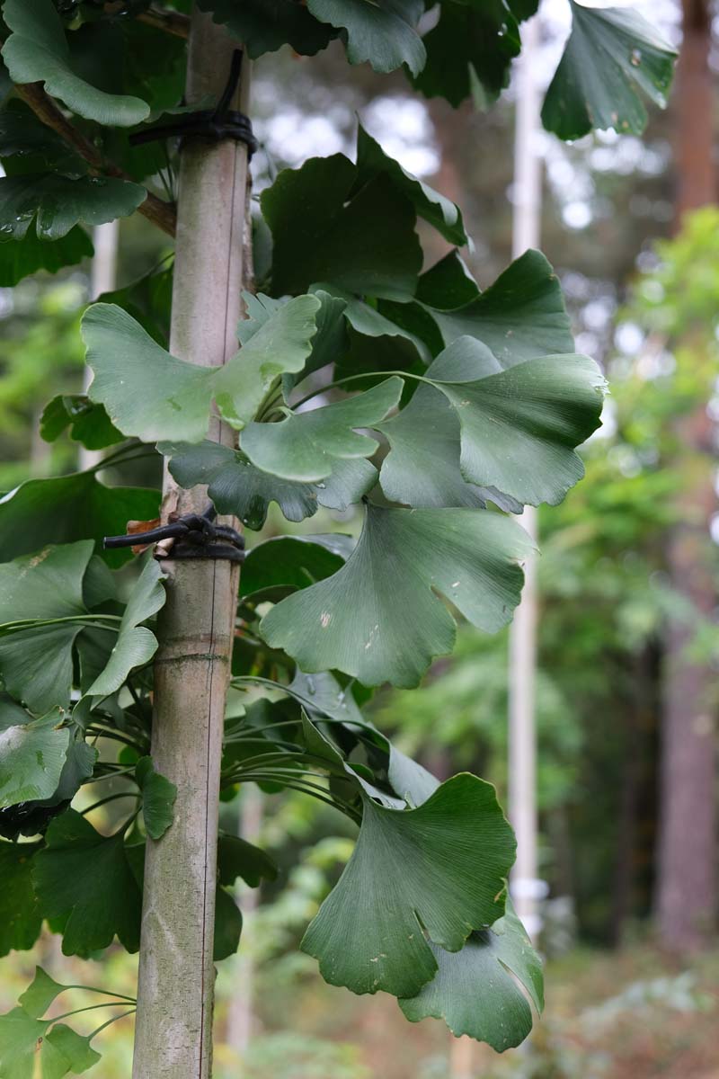 Ginkgo biloba 'Denise' op stam blad